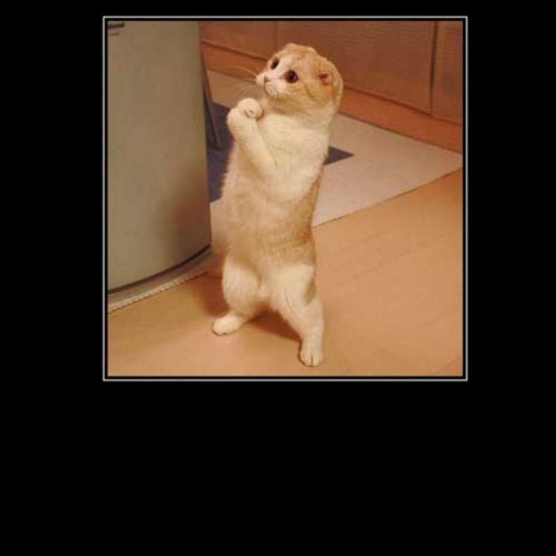 Открытка Котик просит прощения стоя на задних лапках открытка с милым несчастным котиком просящим прощения Прости мене 